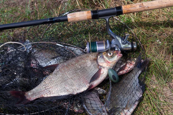 Good catch. Just taken from the water big freshwater common bream known as bronze bream or carp bream (Abramis brama) and fishing rod with reel on landing net with fishery catch in it