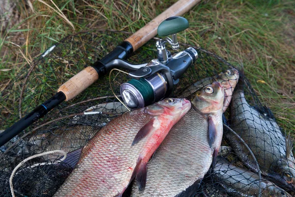 Goede Vangst Net Genomen Uit Het Grote Zoetwater Gemeenschappelijk Brasem — Stockfoto