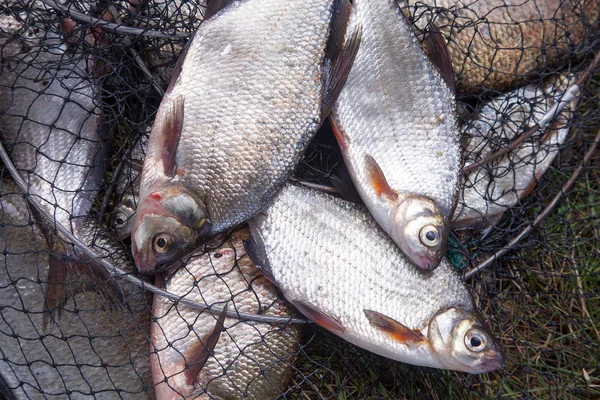 釣りのコンセプトです それで淡水白鯛銀鯛やブロンズの鯛や鯉鯛 Abramis 実際に Brama 漁業とランディング ネットとして知られて一般的な鯛をキャッチします — ストック写真