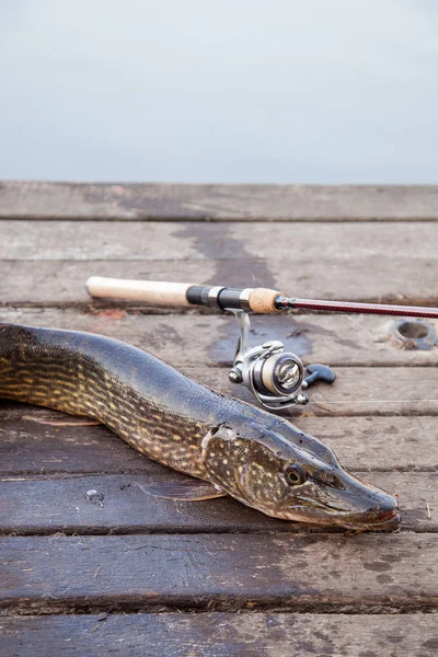 Freshwater Northern pike fish know as Esox Lucius and fishing rod with reel lying on vintage wooden background. Fishing concept, trophy catch - big freshwater pike fish just taken from the water and fishing equipment