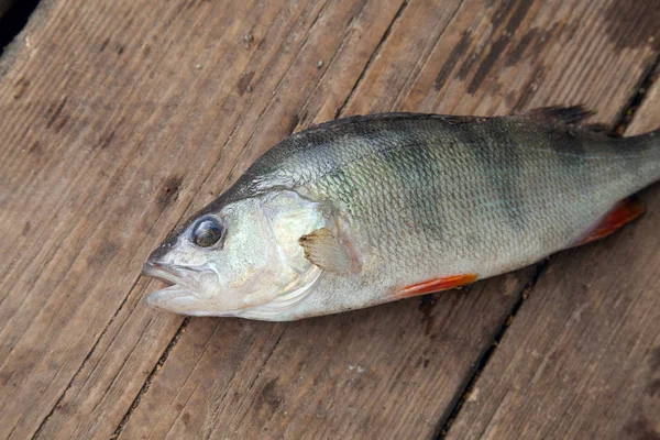 Poleiro Água Doce Deitado Fundo Madeira Vintage Conceito Pesca Captura — Fotografia de Stock