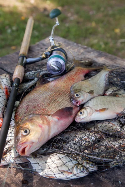 Balık Tutma Kavramı Kupa Catch Büyük Tatlı Ortak Çipura Bronz — Stok fotoğraf
