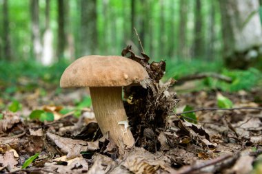Boletus mantarı (İngilizce: cep, penny topuz, porcino veya Kral bolete, genellikle porcini mantar olarak adlandırılır) Sonbahar sezonu Orman zeminine moss ve düşen yapraklar arasında yetişen