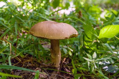 Boletus mantarı (İngilizce: cep, penny topuz, porcino veya Kral bolete, genellikle porcini mantar olarak adlandırılır) Sonbahar sezonu Orman zeminine moss ve düşen yapraklar arasında yetişen