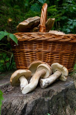 Şaşırtıcı yenilebilir mantar boletus mantarı sonbahar hasat (Kral bolete) porcini mantar bilinir. Birkaç yenilebilir mantar Boletus mantarı bileşimi (cep, penny topuz, porcino veya Kral bolete, genellikle porcini mantar olarak adlandırılır) ve hasır sepet o