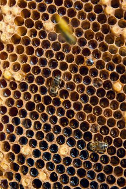 Tatlı bal ile petek üzerinde çalışma arı görünümü kapatın. Arı kovanı vintage ahşap arka plan üzerinde tatlı bal ile gelen sarı petek parçası. Güzel sarı petek arı bal toplanan