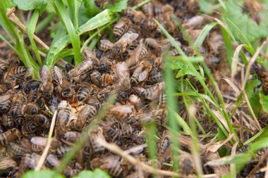 Arıların görünümü kapatın ve yaban arısı bal kaynıyor yeşil çim düşer. Yeşil çim ve swarming böcekler üzerine bal damla