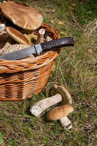 Skördas Hösten Fantastiska Ätliga Svampar Boletus Edulis Konungen Kantarell Kallas — Stockfoto