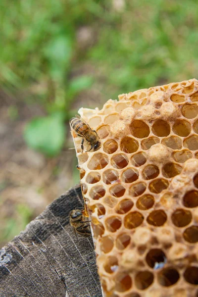 Zblízka Pohled Pracovní Bee Honeycomb Sladkým Medem Kus Žluté Voštinový — Stock fotografie