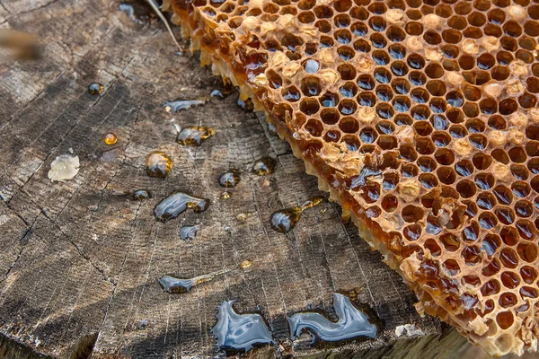 Närbild Bild Honeycomb Med Söt Honung Bit Gul Vaxkaka Med — Stockfoto