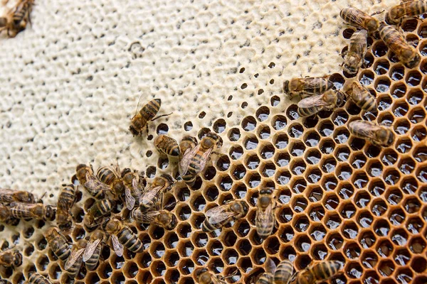 Elfoglalt Méhek Közelítsétek Meg Dolgozó Méheket Méhsejtszerkezeten Méhek Közelről Mutatják — Stock Fotó