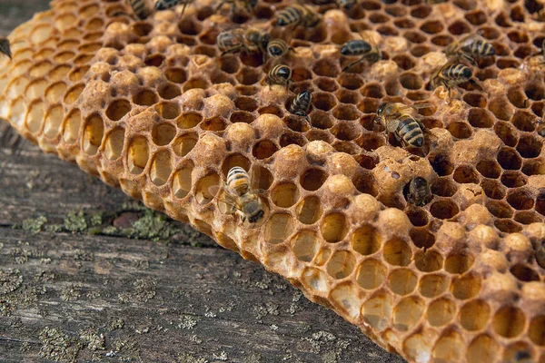 甘い蜂蜜とハニカムで 働き蜂のビューを閉じます ヴィンテージの木製の背景の上に甘い蜂蜜と蜂の巣から黄色のハニカムの作品 美しい黄色い蜂の巣蜂蜜を収集 — ストック写真