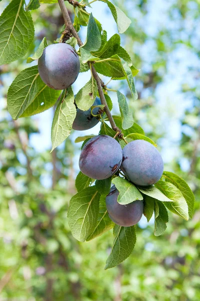 Dalları olgunlaşmış erikleri kapatın. Meyve bahçesindeki bir ağaç dalında olgunlaşmış erikler. Meyve bahçesindeki erik ağacı dalında yeşil yapraklı taze organik meyvelerin görüntüsü