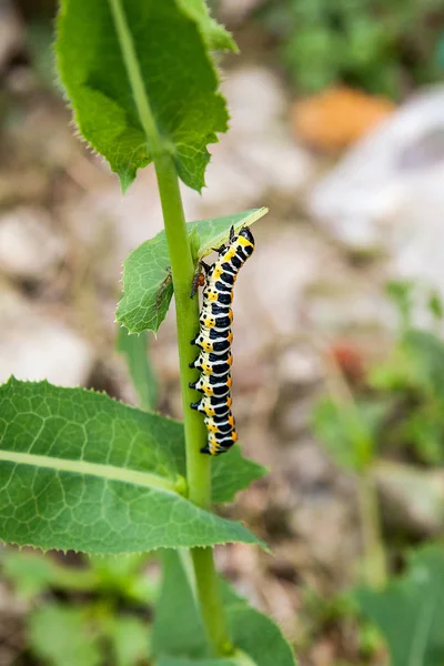 Gyönyörű Caterpillar Kúszik Egy Zöld Ágat Caterpillar Régi Világ Neve — Stock Fotó