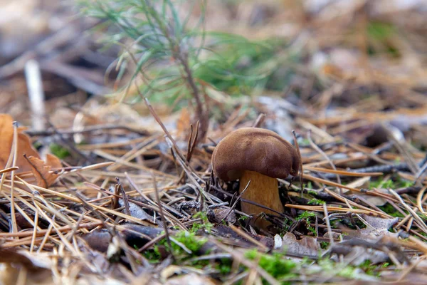 食用野生蘑菇与栗色帽在秋天的松树林 在松树林中生长的被称为或的 — 图库照片