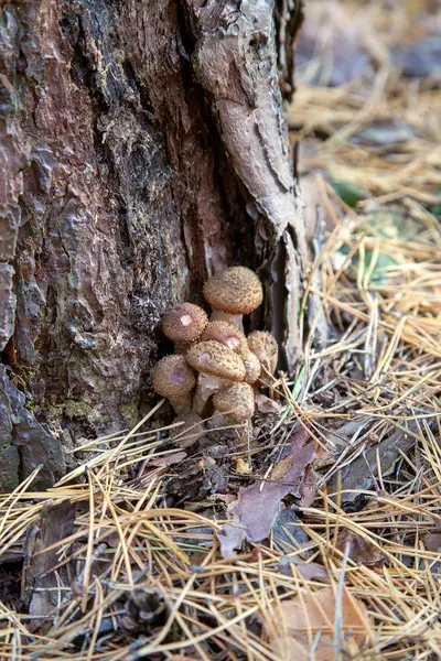 Сбор Съедобных Грибов Медовые Агарики Известные Armillaria Mellea Растет Пне — стоковое фото