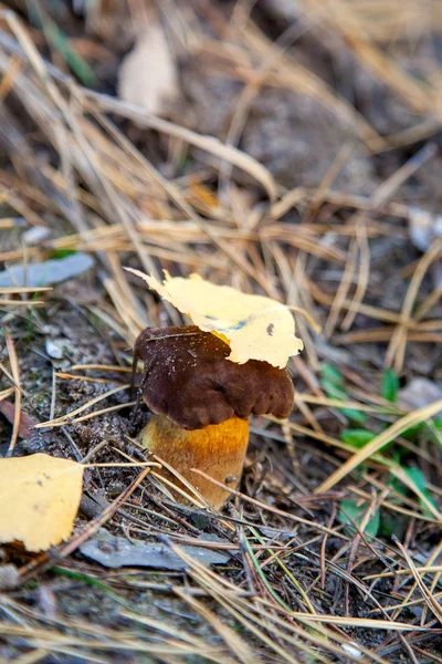 Cogumelo Selvagem Comestível Com Tampa Cor Castanha Folha Seca Nele — Fotografia de Stock