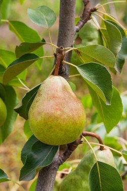 Olgun armut ağacı dalı. Bahçedeki organik armut. Görünümü armut kadar yakın büyümeye armut ağacı dalı yaprakları altında güneş ışığı ile. Armut tarih seçici odak