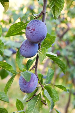 Dalları olgunlaşmış erikleri kapatın. Meyve bahçesindeki bir ağaç dalında olgunlaşmış erikler. Meyve bahçesindeki erik ağacı dalında yeşil yapraklı taze organik meyvelerin görüntüsü