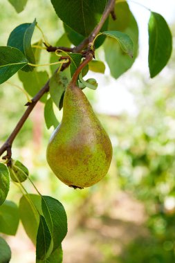 Olgun armut ağacı dalı. Bahçedeki organik armut. Görünümü armut kadar yakın büyümeye armut ağacı dalı yaprakları altında güneş ışığı ile. Armut tarih seçici odak