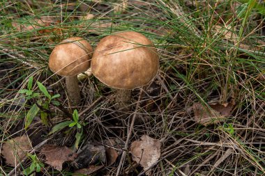 İki yenilebilir orman mantar kahverengi kap çörek sonbahar ormana düşen yapraklar ve otların arasında büyüyen görünümünü kapat