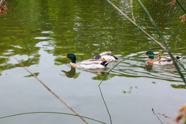 Mallard, ördek familyasından bir kuş, su kuşundan ayrılmış. En ünlü ve en yaygın vahşi ördek. Bir grup yaban ördeği Benk 'in kenarındaki bir gölden geçiyor. Vahşi hayattaki kuşlar