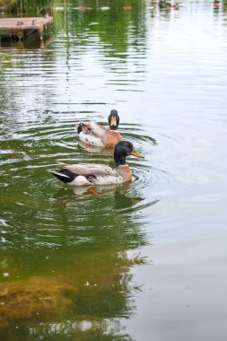 İki yaban ördeği geçen bir banka tarafında bir Gölde ördekler. Kuşlar, yaban hayatı