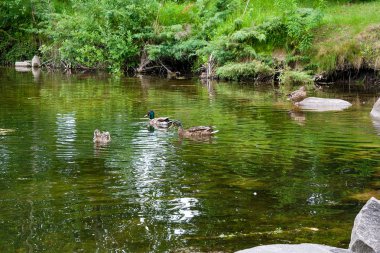 Mallard, ördek familyasından bir kuş, su kuşundan ayrılmış. En ünlü ve en yaygın vahşi ördek. Bir grup yaban ördeği Benk 'in kenarındaki bir gölden geçiyor. Vahşi hayattaki kuşlar