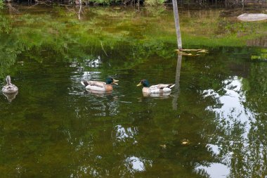 İki erkek yeşilbaş ördekler ve kadın yeşilbaş ördek yaz saati, bir su birikintisi üzerinde yüzer. Yaban ördeği - su kuşları ördek müfreze aileden bir kuş. En ünlü ve ortak yaban ördeği. Kuşlar, yaban hayatı