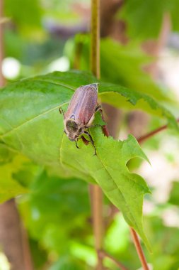 Olarak da bilinen bir Mayıs Avrupa böcek haşere - ortak cockchafer (baktım) görünümünü kapatmak hata veya Ebadından yaz zaman akçaağaç yaprağı üzerinde. Yukarıdaki zemin yetişkin sırasında Haziran ayında chafer böceği yeşil yeme ile güzel canlı ayrıntılı arka plan bırakır 