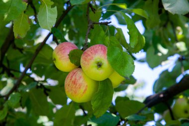 Organik elma dalı, orchard çekilmeye hazır meyve ile ağaç dalı görünümünü kapat