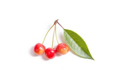 Beyaz adam üzerinde kiraz ağacının yaprak yeşil ile sarı tatlı kiraz çilek