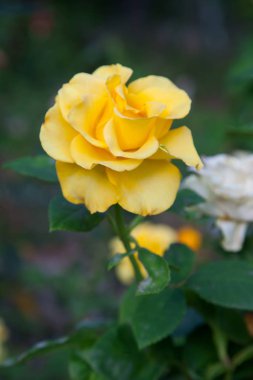Bir parlak sarı çiçek açması bahçede yükseldi. Güzel sarı gül çiçek yatağa güneşli yaz gününde büyüyen