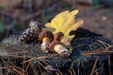 Eski ahşap güdük bir sonbahar çam ormanı içinde kestane renkli kapaklar ile yenilebilir yabani mantar. Defne bolete imleria badia veya çörek badius mantar çam ağacı orman olarak bilinen