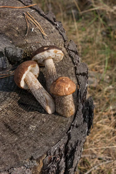 Geerntet Herbst Erstaunlich Viele Essbare Pilze Braune Steinpilze Bekannt Als — Stockfoto