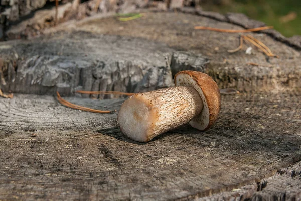 Una Cosechada Otoño Increíble Champiñón Comestible Boletus Gorra Marrón Conocido — Foto de Stock