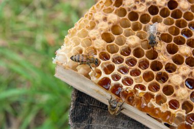 Tatlı bal ile petek üzerinde çalışma arı görünümü kapatın. Arı kovanı vintage ahşap arka plan üzerinde tatlı bal ile gelen sarı petek parçası. Güzel sarı petek arı bal toplanan