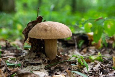 Boletus mantarı (İngilizce: cep, penny topuz, porcino veya Kral bolete, genellikle porcini mantar olarak adlandırılır) Sonbahar sezonu Orman zeminine moss ve düşen yapraklar arasında yetişen
