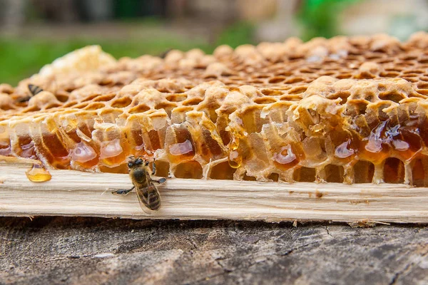 Zblízka Pohled Pracovní Bee Honeycomb Sladkým Medem Kus Žluté Voštinový — Stock fotografie