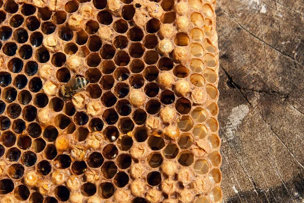 甘い蜂蜜とハニカムで 働き蜂のビューを閉じます ヴィンテージの木製の背景の上に甘い蜂蜜と蜂の巣から黄色のハニカムの作品 美しい黄色い蜂の巣蜂蜜を収集 — ストック写真