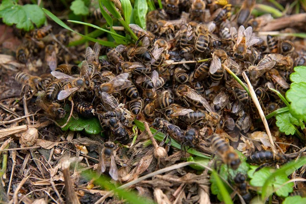 近距离观察蜜蜂和黄蜂成群的蜂蜜滴在绿草 蜂蜜滴在青草上 成群的昆虫在上面 — 图库照片