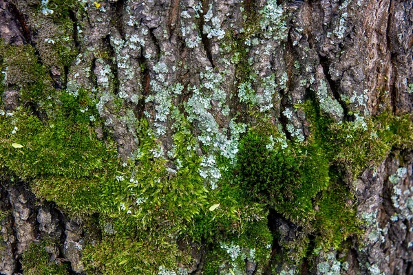 Vista Perto Casca Árvore Marrom Com Musgo Fungo Para Textura — Fotografia de Stock