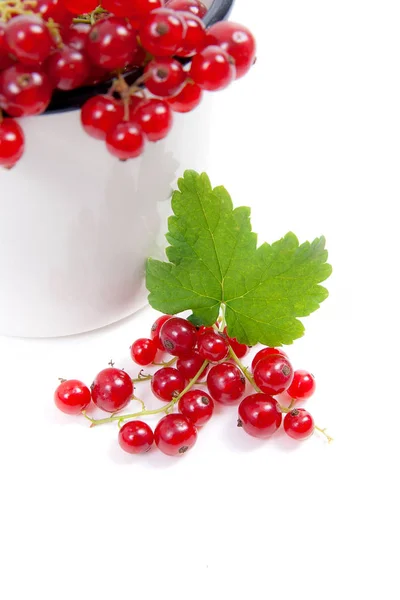 Close View White Cup Red Currant Berry Isolated White Background — Stock Photo, Image