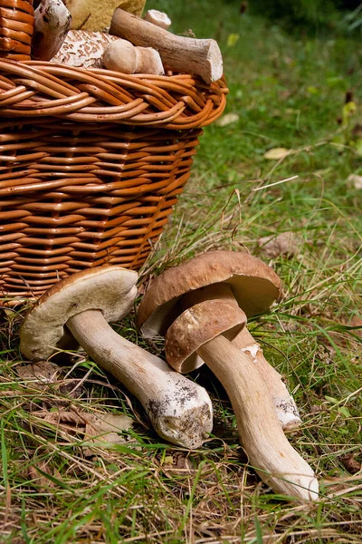 Skördas Hösten Fantastiska Ätliga Svampar Boletus Edulis Konungen Kantarell Kallas — Stockfoto