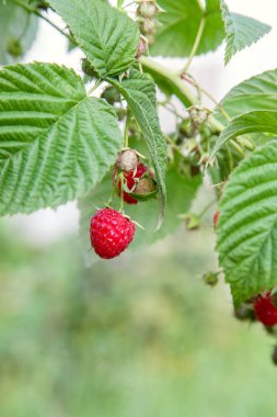 Bir sürü kırmızı olgun ahududu Bush. Taze organik çilek ahududu dalı yeşil yaprakları ile kapatın. Çilek hasat çiftliğinde büyüyen