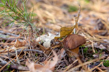 Kestane rengi kap ve kuru yaprak üzerine sonbahar bir çam ormanı ile yenilebilir yabani mantar. Defne bolete imleria badia veya çörek badius mantar çam ağacı orman içinde büyüyen olarak bilinen