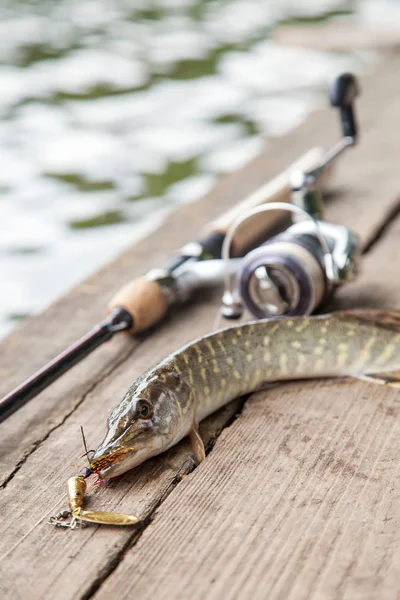 Freshwater Northern pike fish know as Esox Lucius with lure in mouth and fishing rod with reel lying on vintage wooden background. Fishing concept, good catch - big freshwater pike fish with fishing lure in mouth and fishing equipment