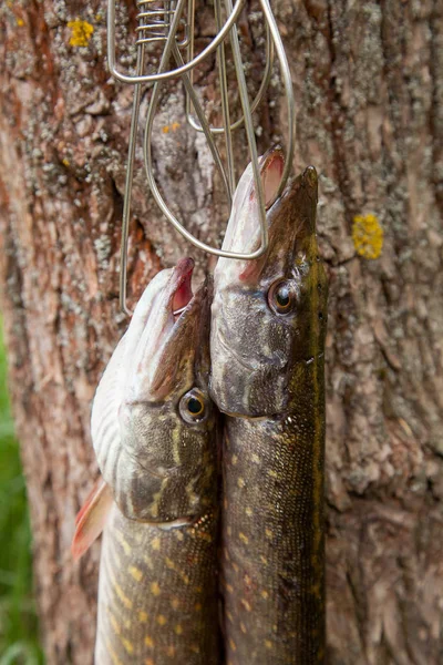 Freshwater Northern pike fish know as Esox Lucius on fish stringer and fishing equipment. Fishing concept, good catch - big freshwater pikes fish just taken from the water on fish stringer and fishing rod with reel on natural background.