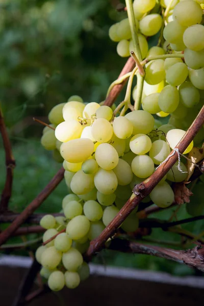 Vista Perto Bagas Verdes Amarelas Uvas Ramo Com Folhas Vinha — Fotografia de Stock