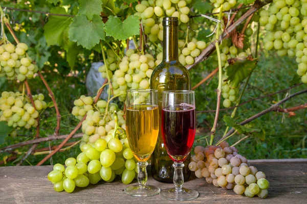 Two glasses of red and white wine with grapes bunches, bottle with wine on vintage wooden background on the vineyard background. Bunches of green and yellow berries of grapes on branch with leaves in vineyard as background